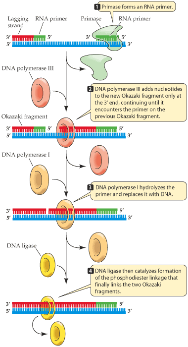 ELIMINACIÓN DE CEBADORES Y UNIÓN DE FRAGMENTOS Una DNA-polimerasa con actividad exonucleásica 5-3, se encarga de ir eliminando los cebadores de ARN y sintetizando al mismo tiempo