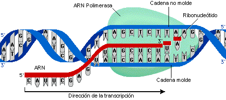 TRANSCRIPCIÓN Es el proceso de síntesis de una molécula de ARN utilizando como molde una de las cadenas de ADN de un gen.