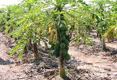 Misiones, Argentina. Planta de papaya.