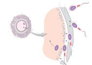 Gametos Nombres Femenino Ovocito Producido en los ovarios Masculino Espermatozoide Producido en los túbulos seminíferos del testículo Estructuras Mide alrededor de 60 micrómetros (60 millonésimas