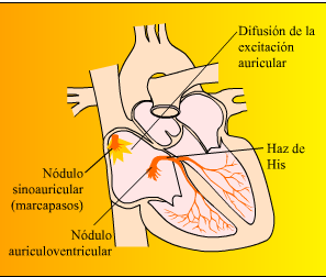La sangre que retorna de los pulmones entra en la aurícula izquierda a través de las venas pulmonares. Las aurículas se dilatan cuando reciben la sangre.