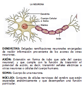 2. Neuronas Son células especializadas del Sistema Nervioso que forman una gran red entramada, formada por 100.