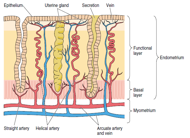 Histología: presenta las siguientes características. Trompa Uterina (de Falopio) Son dos, una a cada lado del cuerpo uterino.