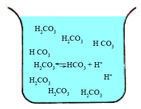 enteras (H 2C0 3) y muy poco en forma de iones bicarbonato (HCO 3- ) e hidrógeno (H + ).