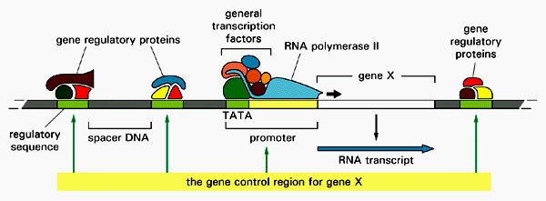 Estructura del gen: promotores, potenciadores, silenciadores.
