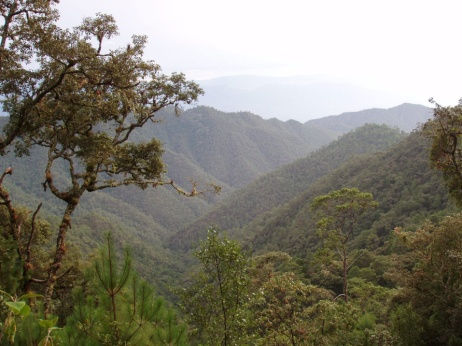 Diversidad de ecosistemas Pastizales Bosques de