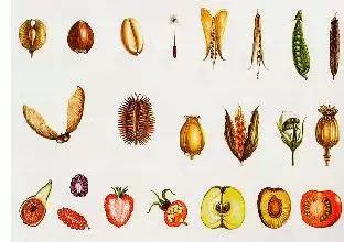 Frutos por su Dehiscencia Es el proceso de apertura espontánea del fruto para dejar salir las semillas.