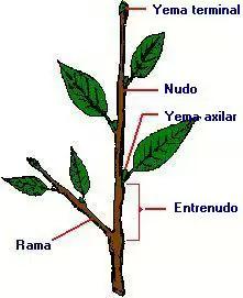 El Tallo Es la parte aérea de las plantas y es el órgano que sostiene a las hojas, flores y frutos.