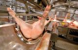 Meat Quality Scanner CLASIFICACIÓN EN LÍNEA SEGÚN ph Sistema de visión artificial Sondas de ph e impedancia Sistema de