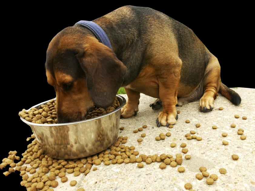 Lo cierto es que muchos consideran que la comida casera es la mejor alternativa para sus cachorros. En relación al costo, todo depende del tamaño de su mascota y cuántas tenga a su cuidado.