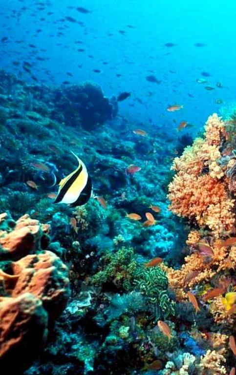 mundo submarino de la isla Cozumel descubre Descubre la