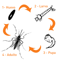 El moquito Aedes aegyti tiene dos etapas bien diferenciadas en su ciclo de vida: Fase acuática con tres formas evolutivas diferentes (huevo, larva, pupa) Fase aérea, adulto o imago El mosco sobrevive