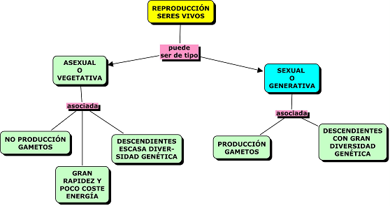 1. LA REPRODUCCIÓN ASEXUAL La reproducción asexual es aquella en que interviene un solo individuo, no se utilizan células reproductoras, sexuales o gametos y es muy rápida, generando un gran número