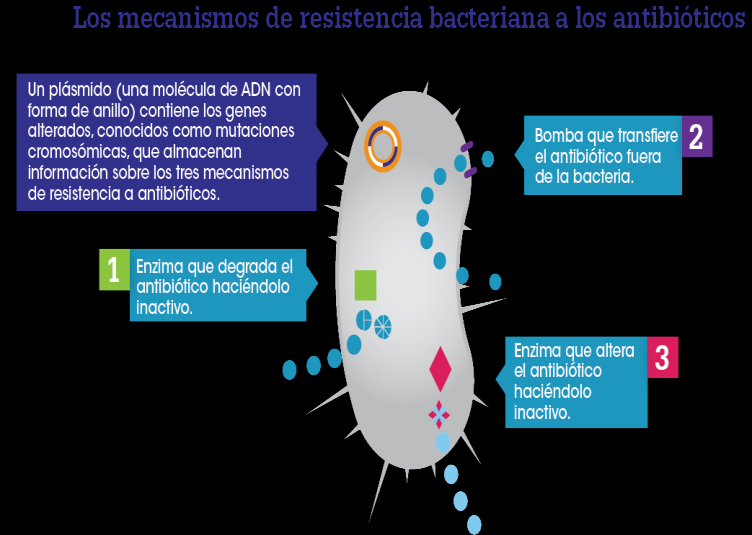 La aparición de la resistencia a antibióticos La resistencia a antibióticos se produce cuando las cepas de bacterias ya no responden a los antibióticos utilizados para tratar las infecciones causadas