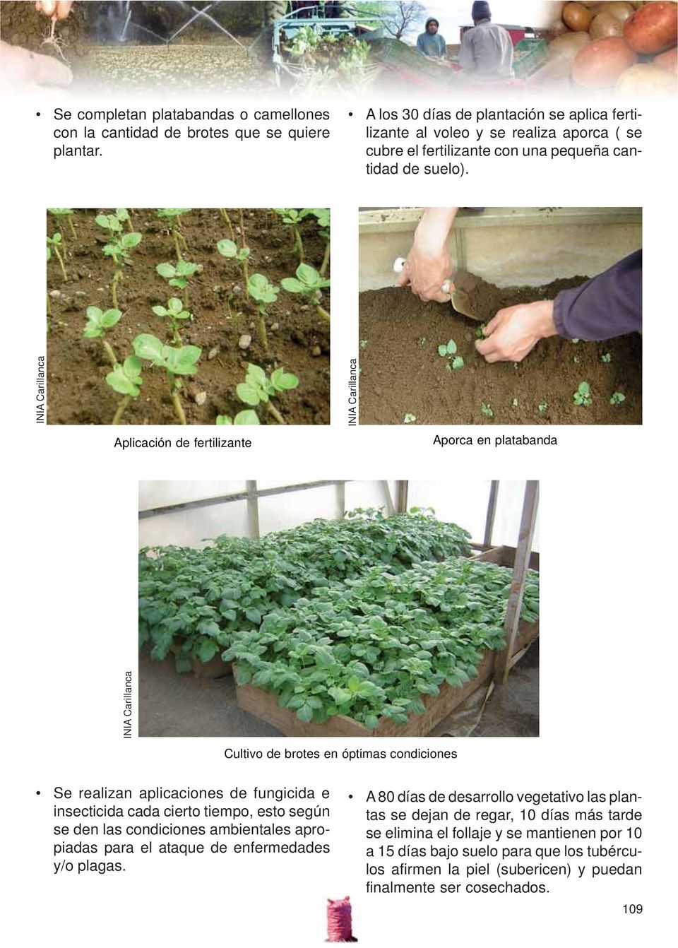 Aplicación de fertilizante Aporca en platabanda Cultivo de brotes en óptimas condiciones Se realizan aplicaciones de fungicida e insecticida cada cierto tiempo, esto según se den las