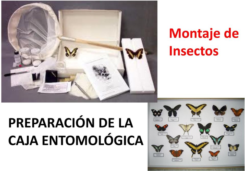 caja de almacenamiento espécimen de insecto herramienta educativa caja de diapositivas caja de 26 ranuras Hemobllo espécimen de madera 