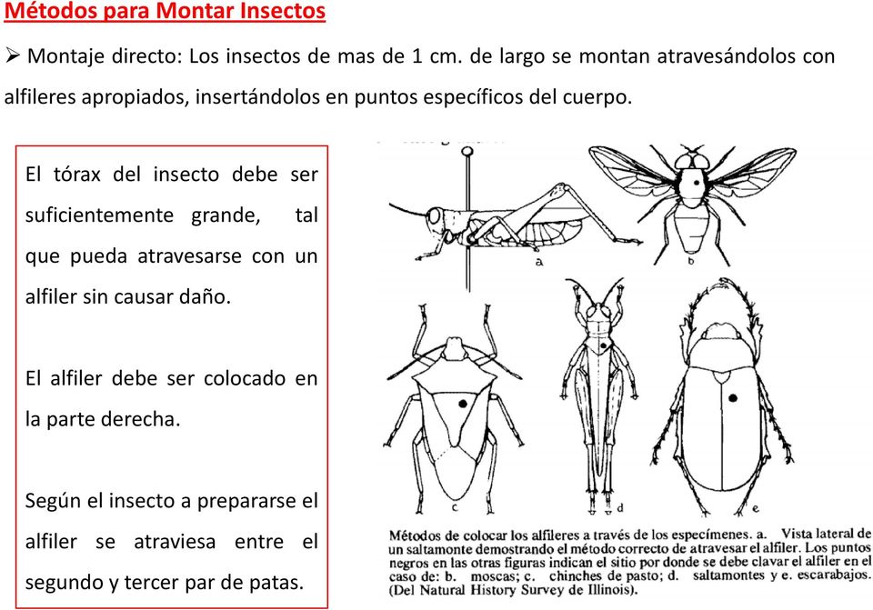 El tórax del insecto debe ser suficientemente grande, tal que pueda atravesarse con un alfiler sin causar