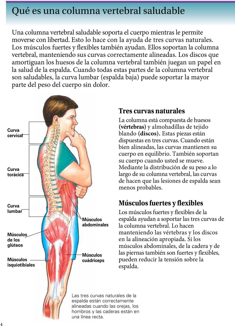 Los discos que amortiguan los huesos de la columna vertebral también juegan un papel en la salud de la espalda.