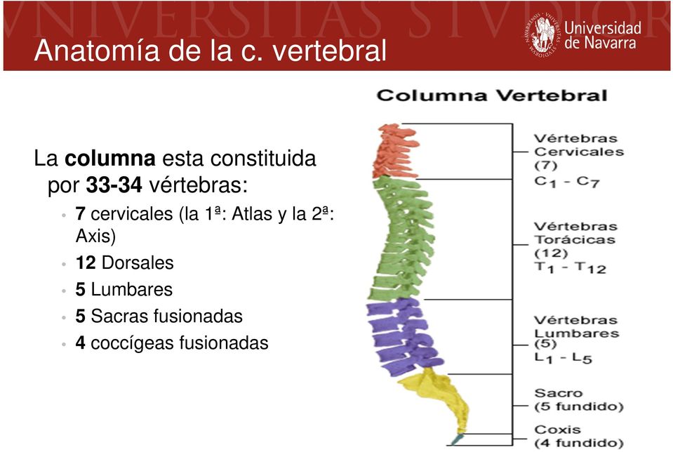 33-34 vértebras: 7 cervicales (la 1ª: Atlas y