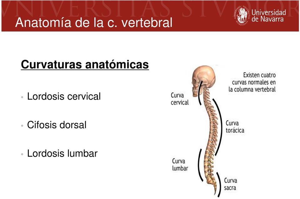 anatómicas Lordosis