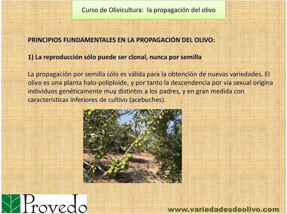 El olivo es una planta halo-poliploide, y por tanto la descendencia por vía sexual origina individuos