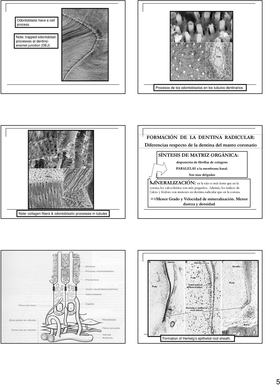 de la dentina del manto coronario SÍNTESIS DE MATRIZ ORGÁNICA: disposición de fibrillas de colágeno PARALELAS a la membrana basal.