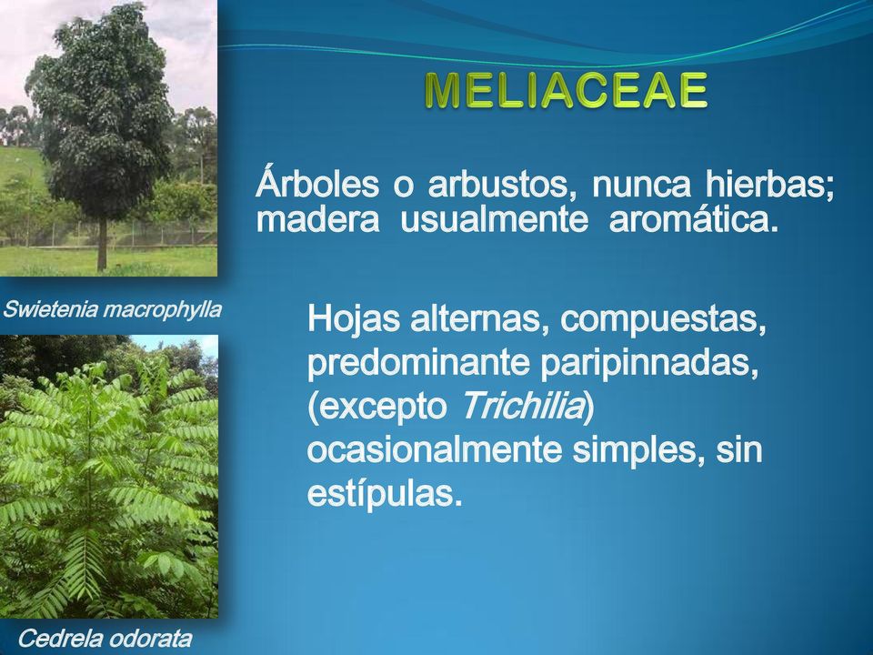 Swietenia macrophylla Hojas alternas, compuestas,
