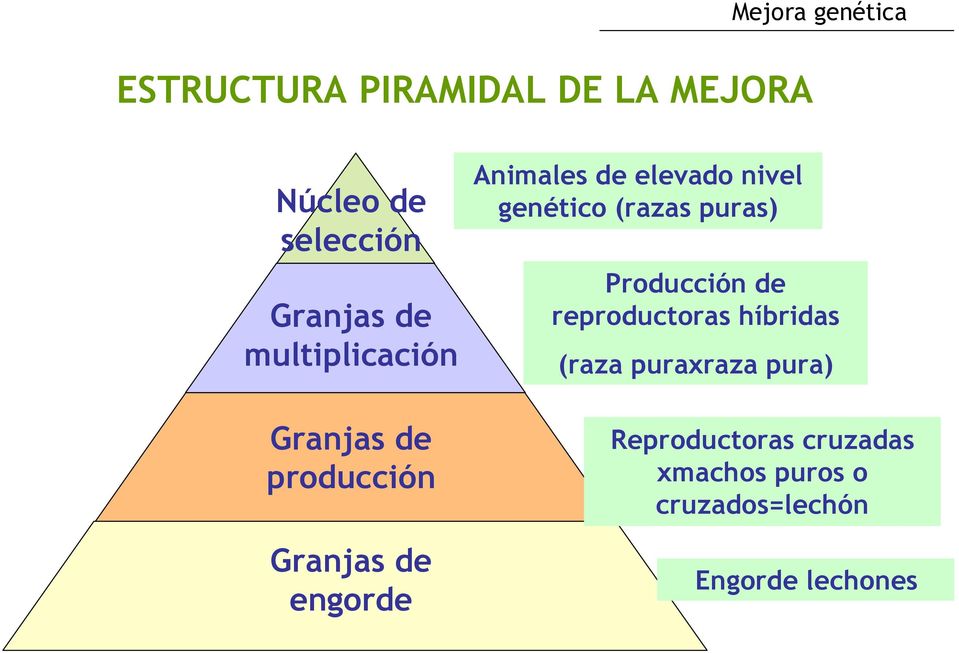 nivel genético (razas puras) Producción de reproductoras híbridas (raza