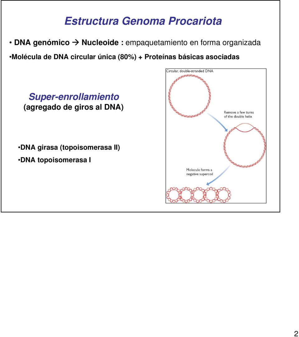 única (80%) + Proteínas básicas asociadas Super-enrollamiento