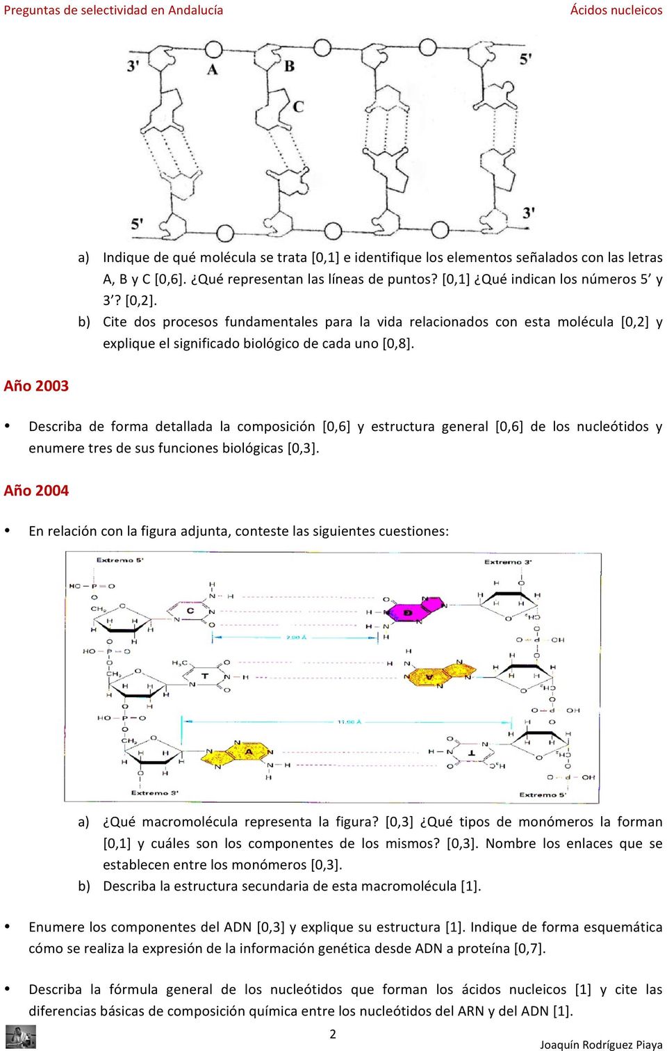 Año 2003 Describa de forma detallada la composición [0,6] y estructura general [0,6] de los nucleótidos y enumere tres de sus funciones biológicas [0,3].