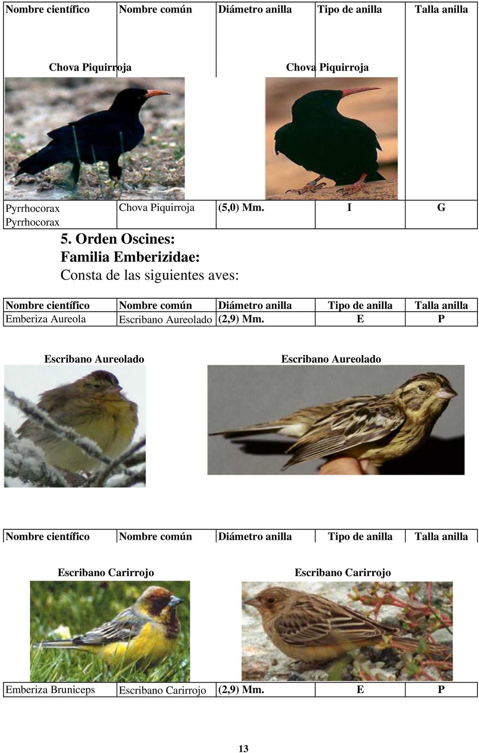 Orden Oscines: Familia Emberizidae: Consta de las siguientes aves: Emberiza Aureola