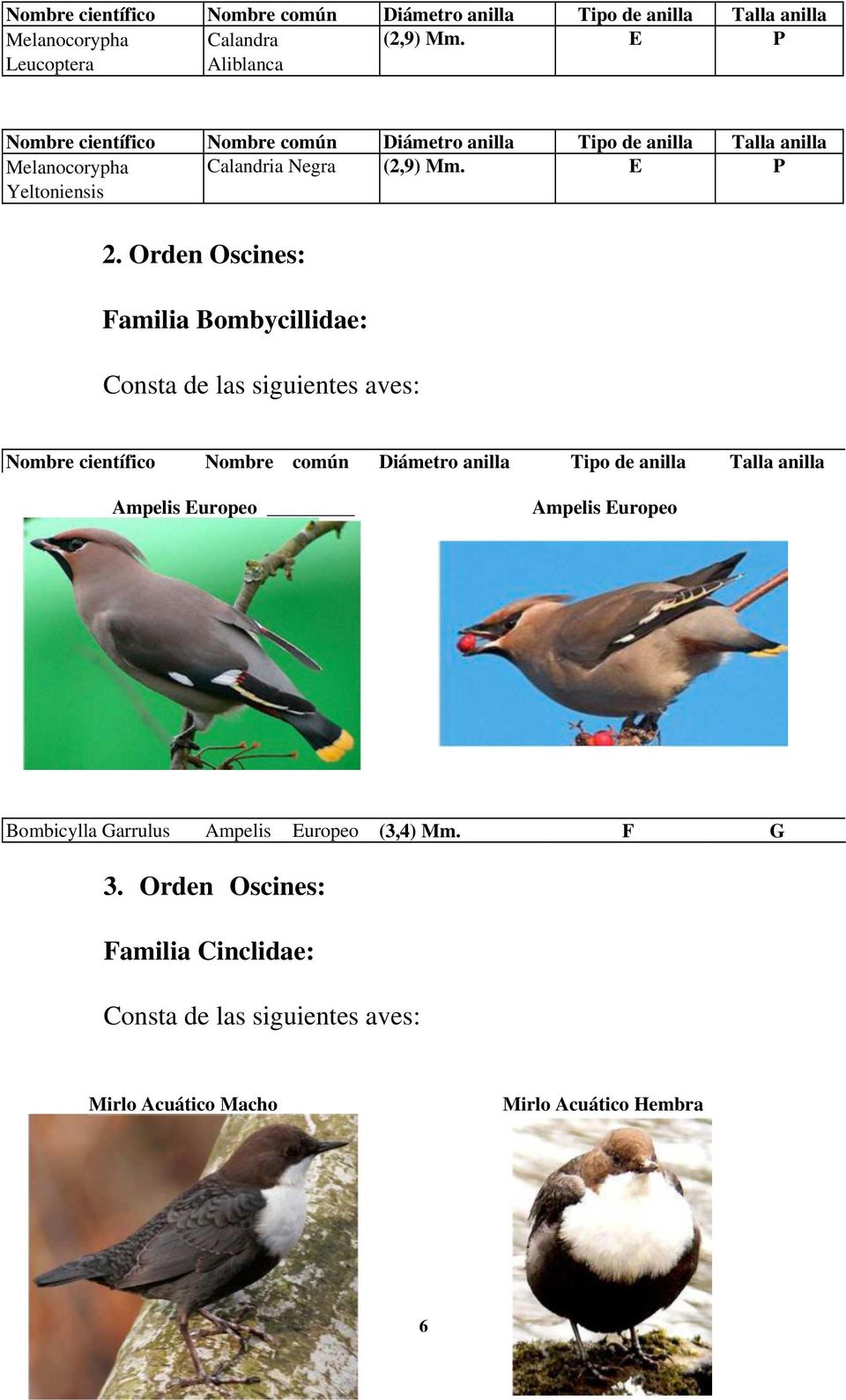 Orden Oscines: Familia Bombycillidae: Consta de las siguientes aves: Ampelis Europeo Ampelis