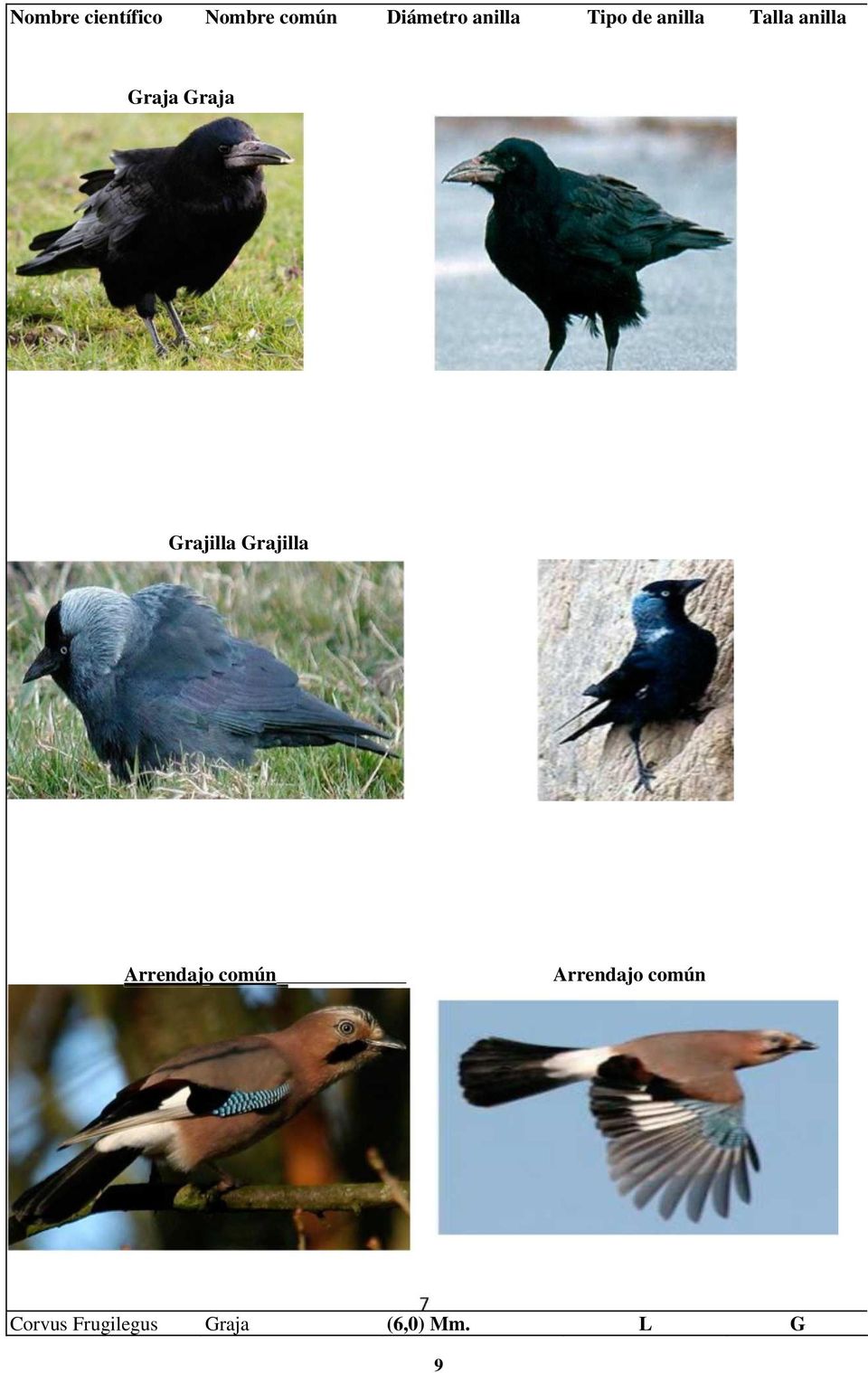 Arrendajo común Corvus