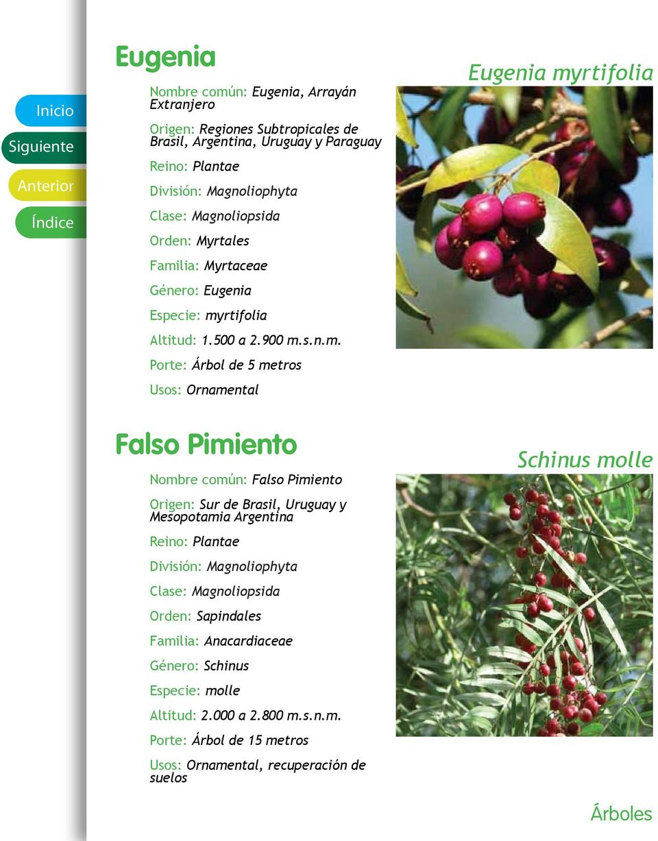 myrtifolia Falso Pimiento Nombre común: Falso Pimiento Origen: Sur de Brasil, Uruguay y Mesopotamia Argentina Orden: Sapindales Familia: