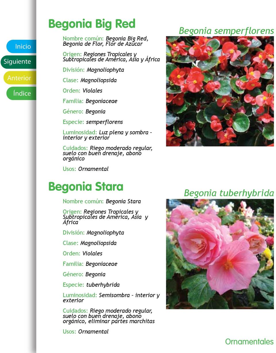 Stara Nombre común: Begonia Stara Origen: Regiones Tropicales y Subtropicales de América, Asia y África Orden: Violales Familia: Begoniaceae Género: Begonia Especie: tuberhybrida Luminosidad: