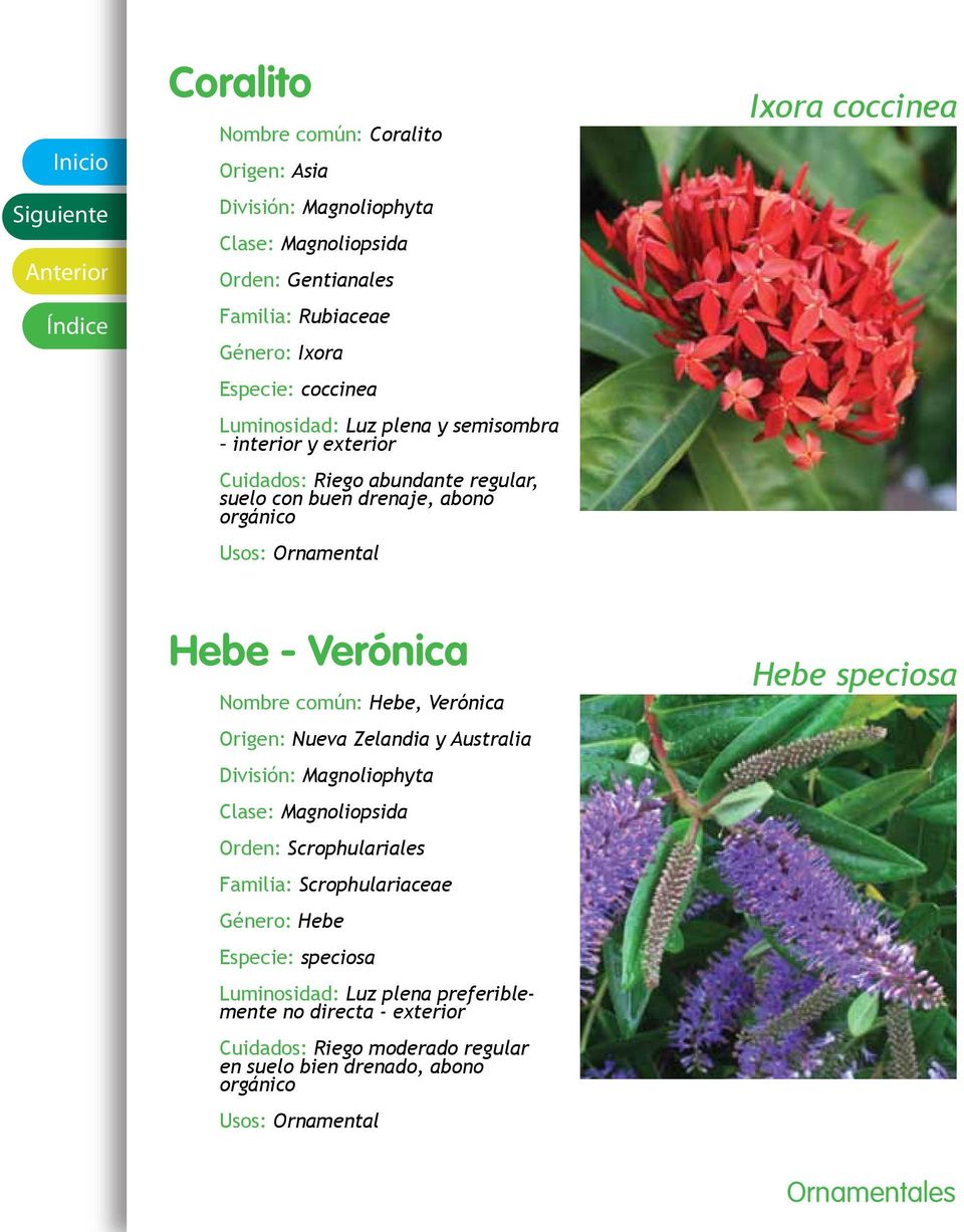 común: Hebe, Verónica Origen: Nueva Zelandia y Australia Orden: Scrophulariales Familia: Scrophulariaceae Género: Hebe Especie: speciosa Luminosidad: