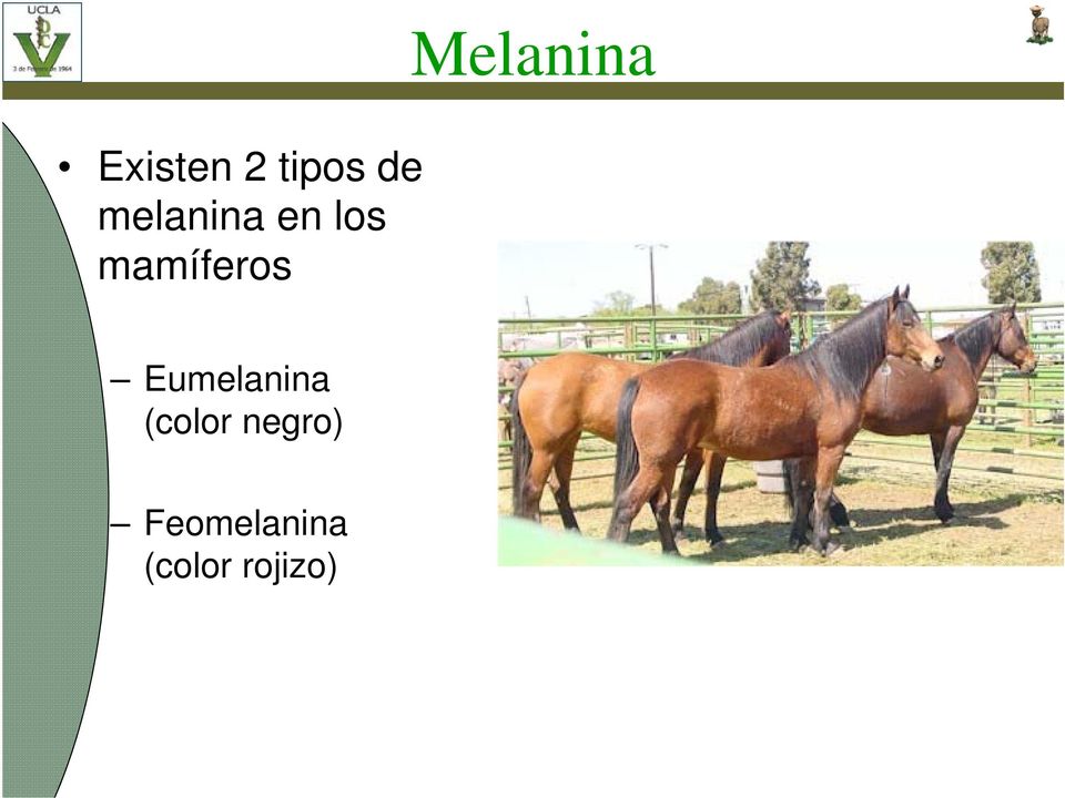 mamíferos Eumelanina