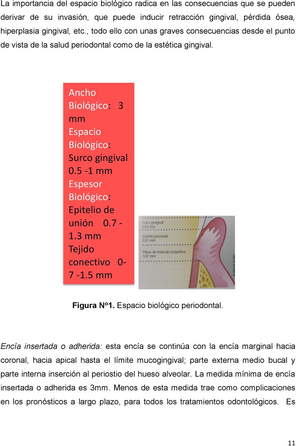 5-1 mm Espesor Biológico: Epitelio de unión 0.7-1.3 mm Tejido conectivo 0-7 -1.5 mm Figura N o 1. Espacio biológico periodontal.