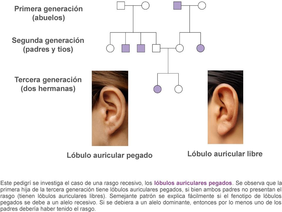 Se observa que la primera hija de la tercera generación tiene lóbulos auriculares pegados, si bien ambos padres no presentan el rasgo (tienen lóbulos