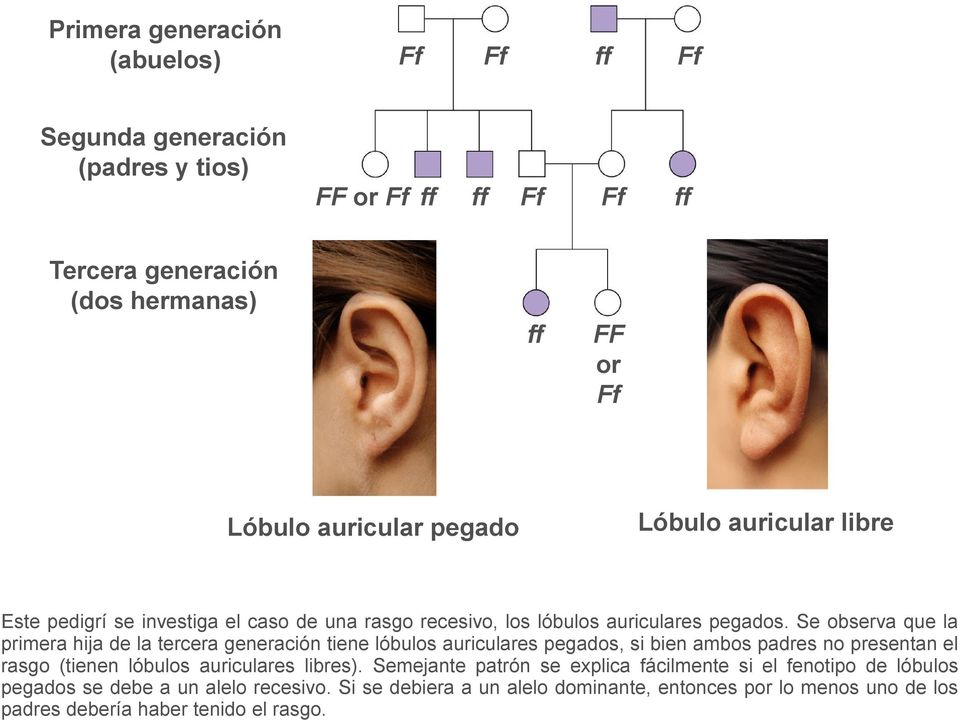 Se observa que la primera hija de la tercera generación tiene lóbulos auriculares pegados, si bien ambos padres no presentan el rasgo (tienen lóbulos auriculares