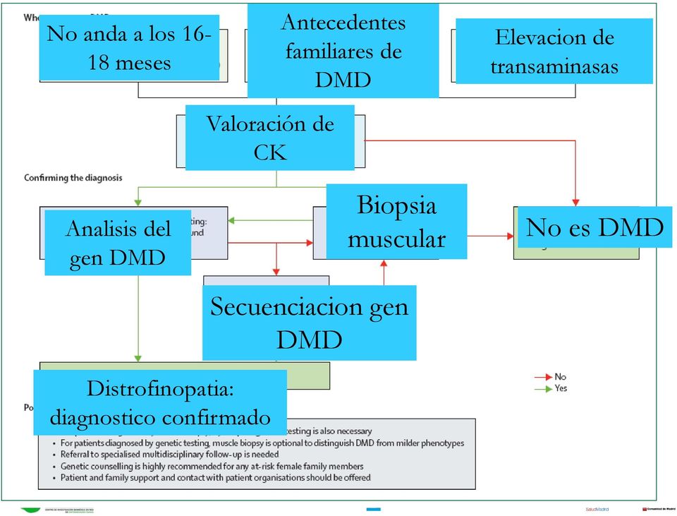 Analisis del gen DMD Biopsia muscular Secuenciacion
