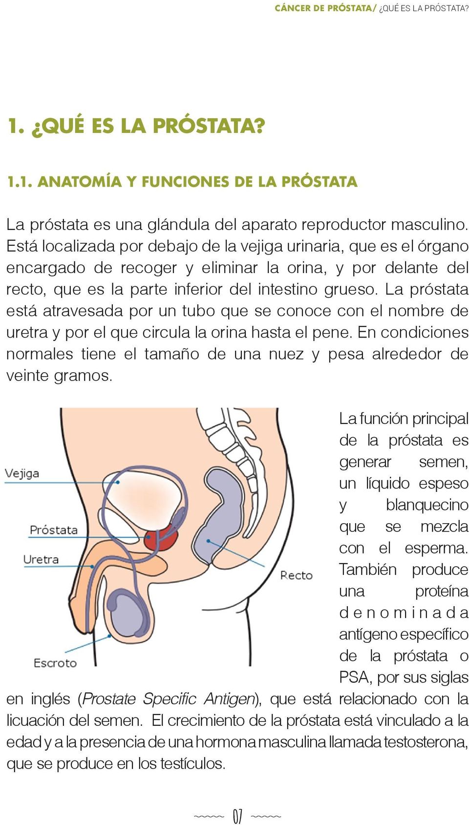 La próstata está atravesada por un tubo que se conoce con el nombre de uretra y por el que circula la orina hasta el pene.