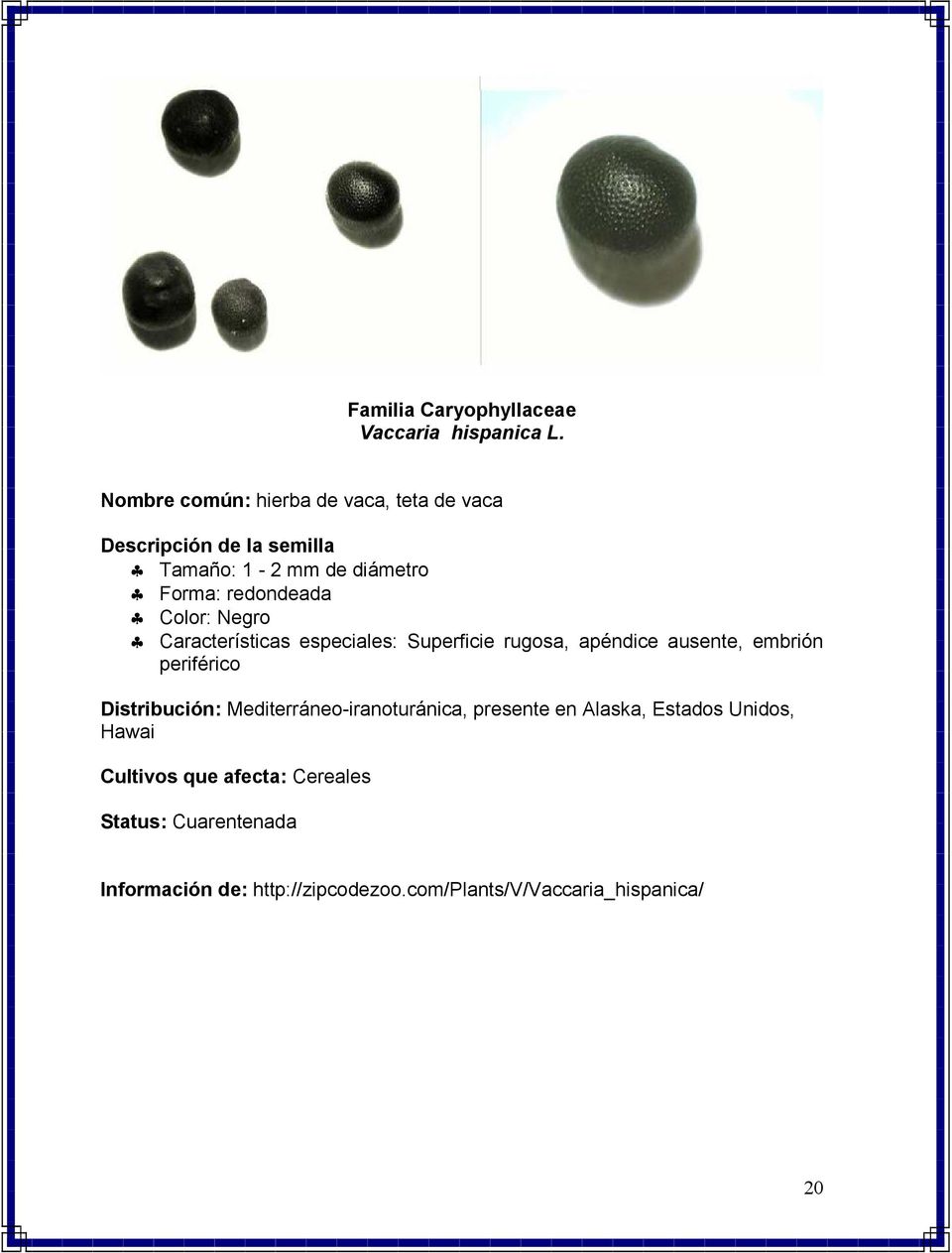 redondeada Color: Negro Características especiales: Superficie rugosa, apéndice ausente, embrión periférico