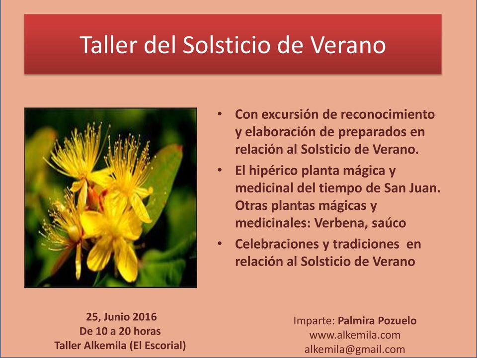 Otras plantas mágicas y medicinales: Verbena, saúco Celebraciones y tradiciones en relación al Solsticio