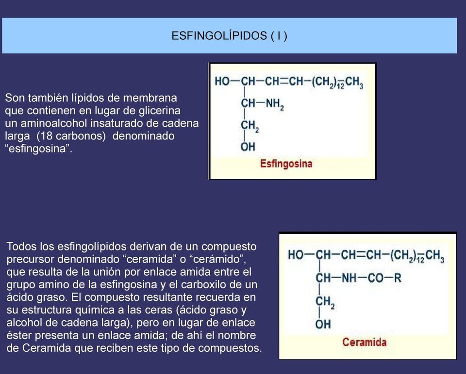 Todos los esfingolípidos derivan de un compuesto precursor denominado ceramida o cerámido, que resulta de la unión por enlace amida entre el grupo