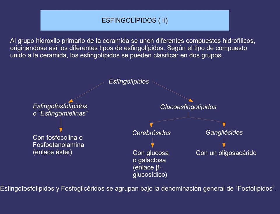 Esfingolípidos Esfingofosfolípidos o Esfingomielinas Con fosfocolina o Fosfoetanolamina (enlace éster) Glucoesfingolípidos Cerebrósidos Con