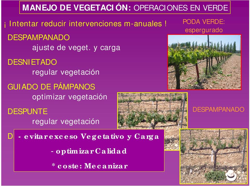 y carga DESNIETADO regular vegetación GUIADO DE PÁMPANOS optimizar vegetación DESPUNTE