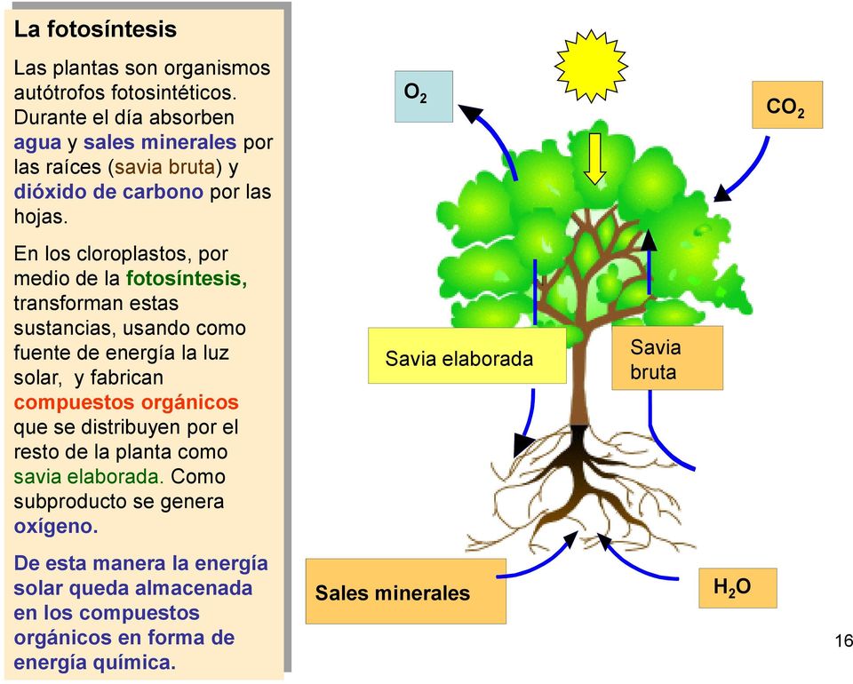 O 2 CO 2 En los cloroplastos, por medio de la fotosíntesis, transforman estas sustancias, usando como fuente de energía la luz solar, y fabrican
