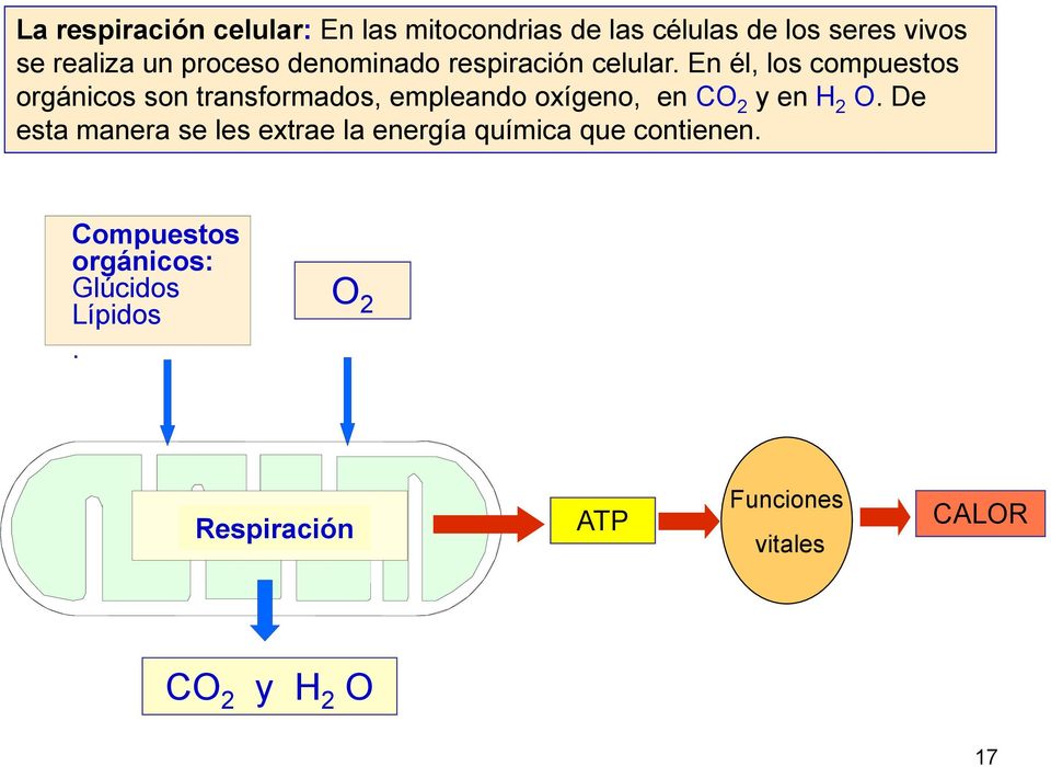 En él, los compuestos orgánicos son transformados, empleando oxígeno, en CO 2 y en H 2 O.