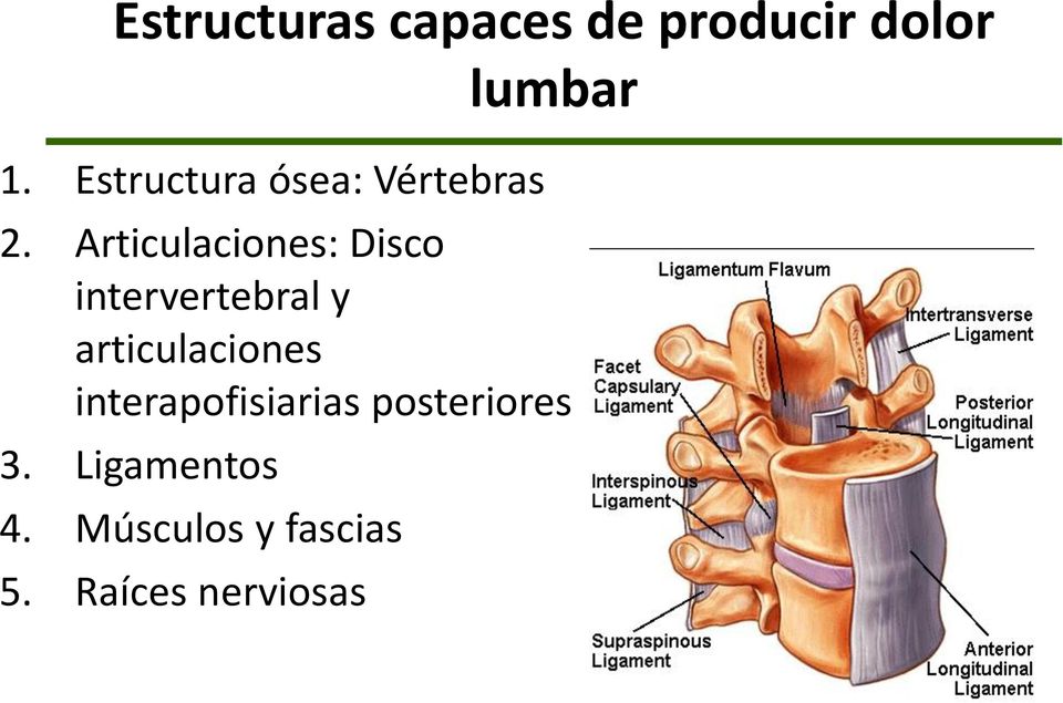 Articulaciones: Disco intervertebral y articulaciones